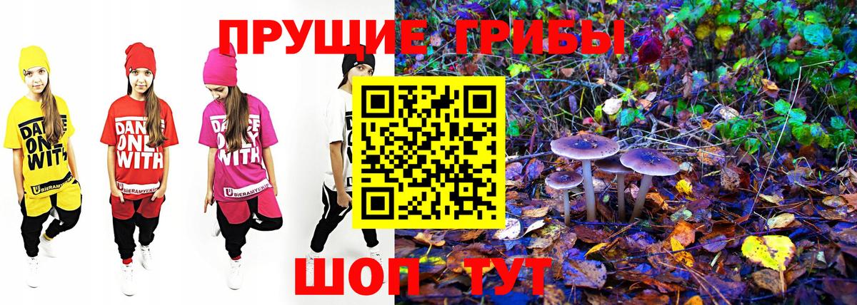 Галлюциногенные грибы Psilocybine cubensis Аксай